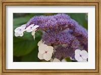 Hydrangea Bloom at Dr Sun Yat-Sen Chinese Garden Fine Art Print