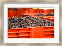 Gamay Vineyard, Georges Duboeuf Fine Art Print