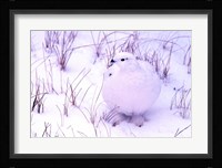 Rock Ptarmigan Fine Art Print