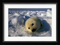 Gulf of St Lawrence Fine Art Print