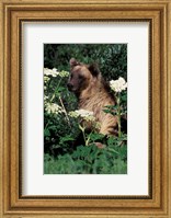 Grizzly Bear in Canada Fine Art Print