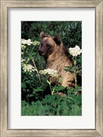 Grizzly Bear in Canada Fine Art Print