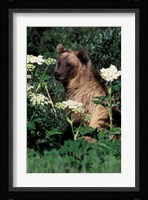 Grizzly Bear in Canada Fine Art Print