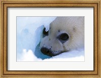 Seal Pup on Gulf of St. Lawrence Fine Art Print