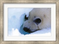 Seal Pup on Gulf of St. Lawrence Fine Art Print