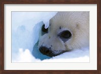 Seal Pup on Gulf of St. Lawrence Fine Art Print