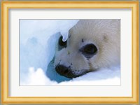 Seal Pup on Gulf of St. Lawrence Fine Art Print