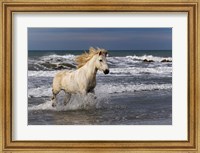 Camargue Horse in the Surf Fine Art Print