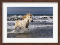 Camargue Horse in the Surf Fine Art Print