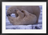 Polar Bears in Canada Fine Art Print