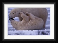 Polar Bears in Canada Fine Art Print