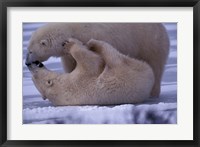 Polar Bears in Canada Fine Art Print