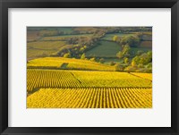 Autumn Morning in Pouilly-Fuiss' Vineyards Fine Art Print