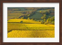Autumn Morning in Pouilly-Fuiss' Vineyards Fine Art Print