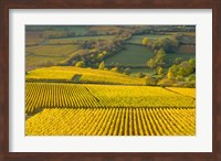 Autumn Morning in Pouilly-Fuiss' Vineyards Fine Art Print