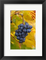 Beaujolais Red Grapes in Autumn Fine Art Print