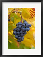 Beaujolais Red Grapes in Autumn Fine Art Print