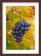 Beaujolais Red Grapes in Autumn Fine Art Print