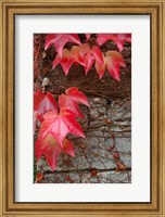Red Ivy on Stone Wall Fine Art Print