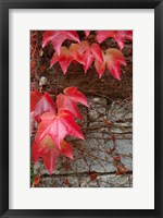 Red Ivy on Stone Wall Fine Art Print