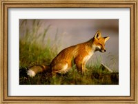 Red Fox Cub Fine Art Print