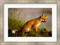 Red Fox Cub Fine Art Print