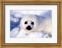 Harp Seal Pup at Gulf of St Lawrence Fine Art Print