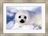 Harp Seal Pup at Gulf of St Lawrence Fine Art Print