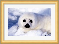 Harp Seal Pup at Gulf of St Lawrence Fine Art Print