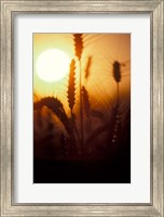 Wheat Plants at Sunset Fine Art Print