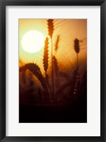 Wheat Plants at Sunset Fine Art Print