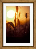 Wheat Plants at Sunset Fine Art Print