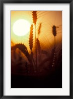 Wheat Plants at Sunset Fine Art Print