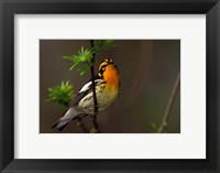 Male Blackburnian Warbler Fine Art Print