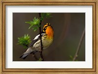 Male Blackburnian Warbler Fine Art Print