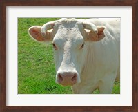 Charolais Cow Fine Art Print