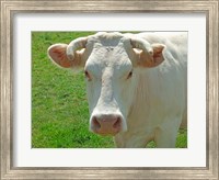 Charolais Cow Fine Art Print