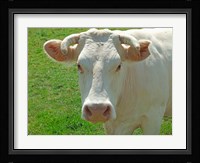 Charolais Cow Fine Art Print