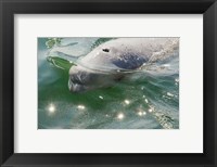 Beluga Whale in Canada Fine Art Print