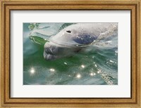 Beluga Whale in Canada Fine Art Print