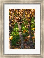 Golden Vineyard in Late Afternoon Fine Art Print