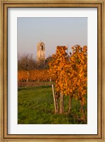 Autumn Colors in the Vineyard Fine Art Print