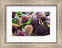 Street Market Stall with Sea Urchins Oursin, France Fine Art Print