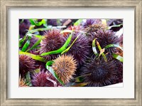 Street Market Stall with Sea Urchins Oursin, France Fine Art Print