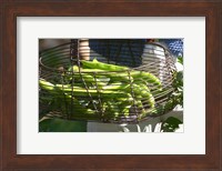 Green Beans in Vegetable Garden Fine Art Print