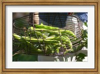 Green Beans in Vegetable Garden Fine Art Print