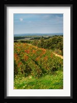 Chateau Romanin Vineyard, St Remy de Provence France Fine Art Print