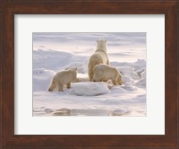 Polar Bear in Churchill Fine Art Print