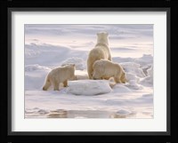 Polar Bear in Churchill Fine Art Print
