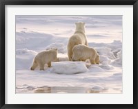 Polar Bear in Churchill Fine Art Print